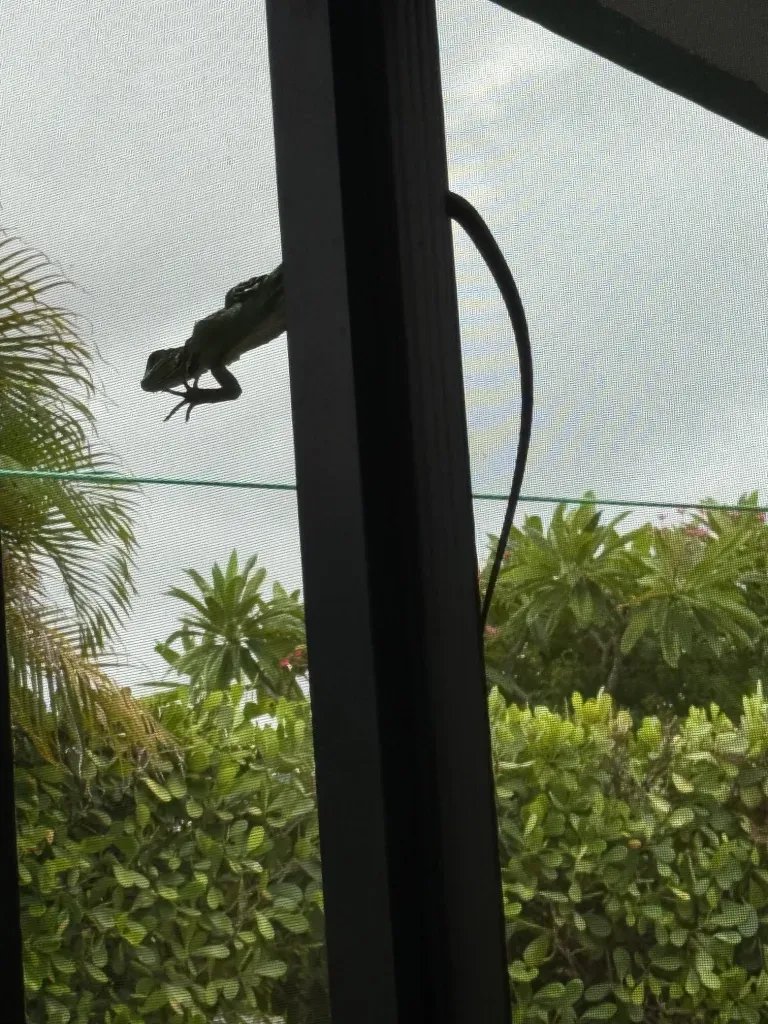 Grief, Giggles, and Iguanas: A Real Look at Family, Guilt, and Goodbyes