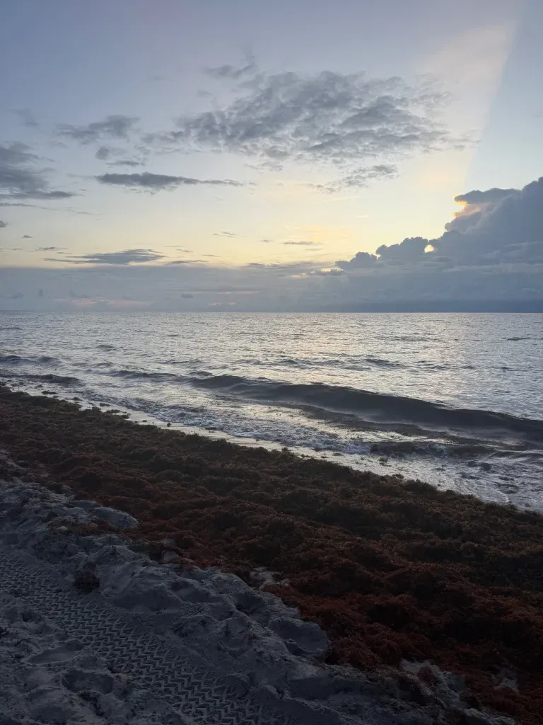 Grief, Giggles, and Iguanas: A Real Look at Family, Guilt, and Goodbyes