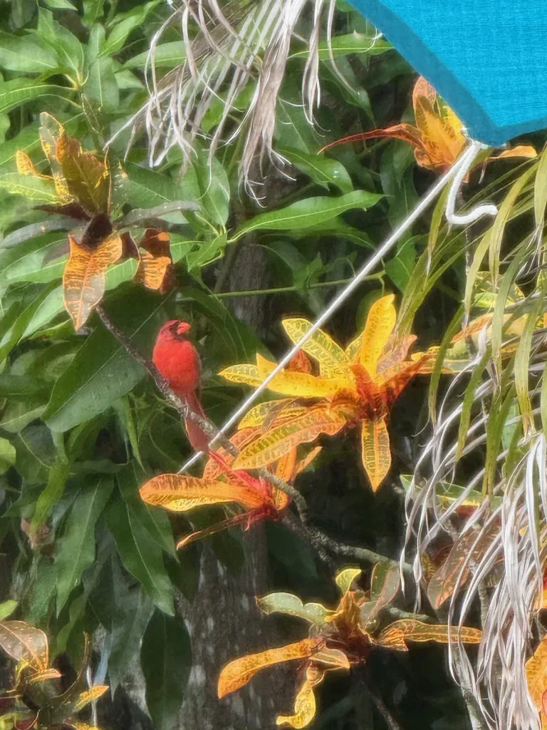 Grief, Giggles, and Iguanas: A Real Look at Family, Guilt, and Goodbyes