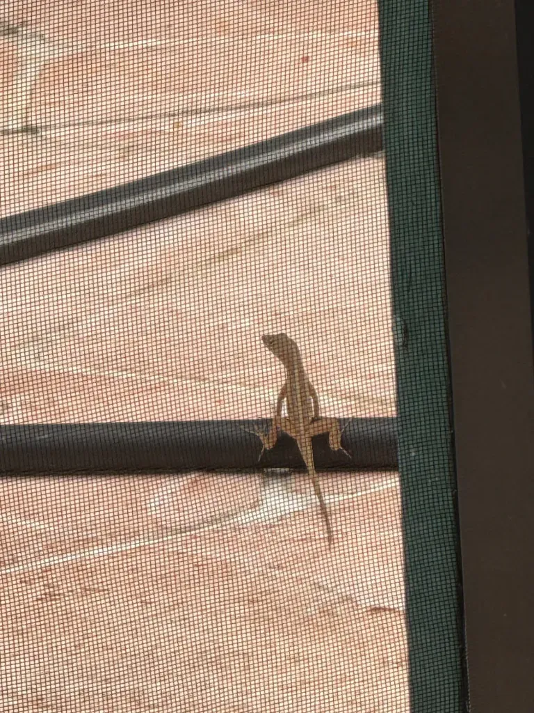 Grief, Giggles, and Iguanas: A Real Look at Family, Guilt, and Goodbyes