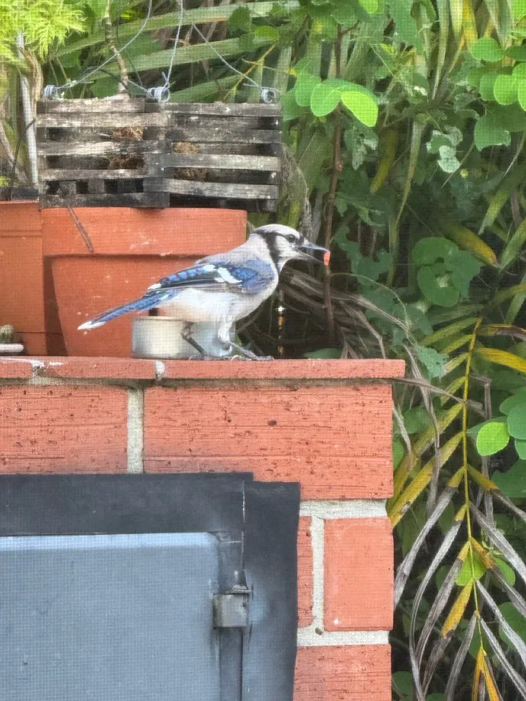 Grief, Giggles, and Iguanas: A Real Look at Family, Guilt, and Goodbyes