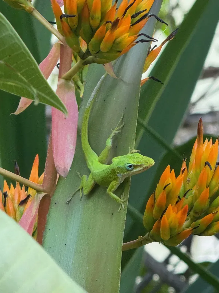 Grief, Giggles, and Iguanas: A Real Look at Family, Guilt, and Goodbyes